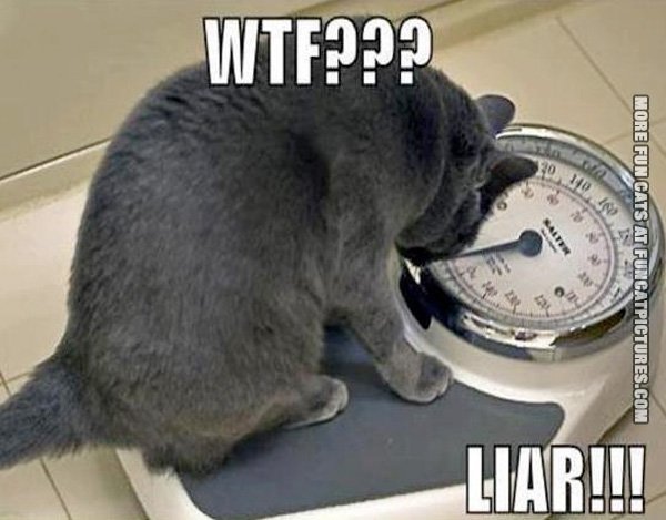 The 20 Funniest Diet Memes...Plus Cats! | MAN v FAT