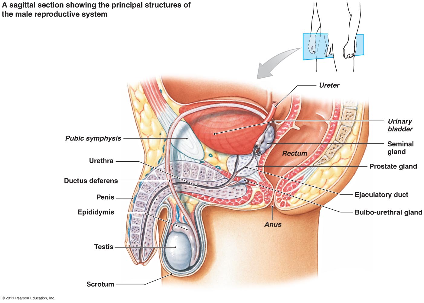 penis sidefat