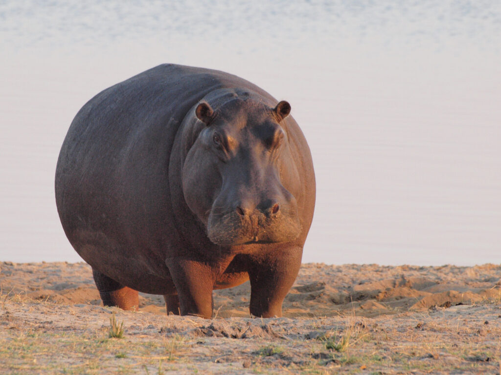Fat hippos: deadly. 