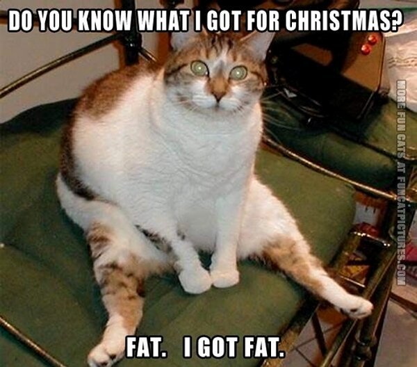 The 20 Funniest Diet Memes...Plus Cats! | MAN v FAT